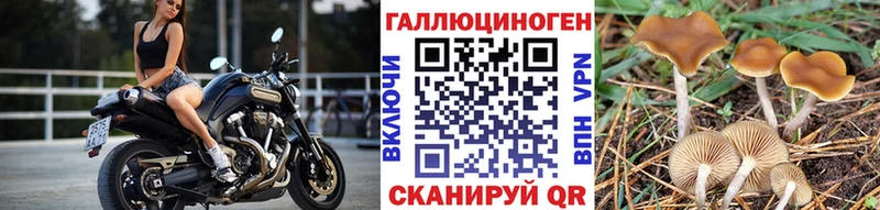 Псилоцибиновые грибы Psilocybe  Купить  Лосино-Петровский 